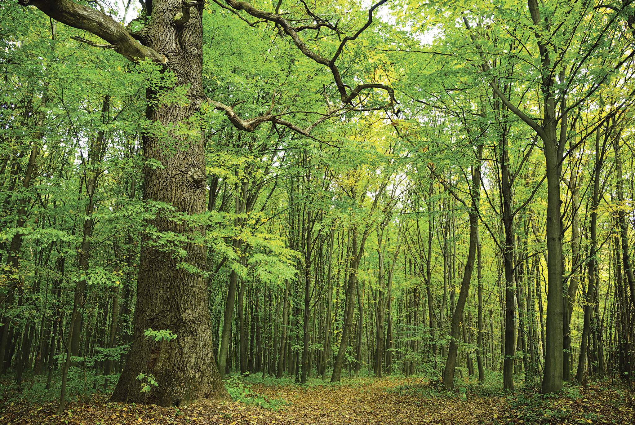 Des forêts durablement gérées - Atulam